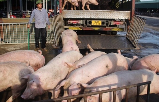 Giá thịt lợn hơi lại ‘chạm đáy’, người chăn nuôi thua lỗ