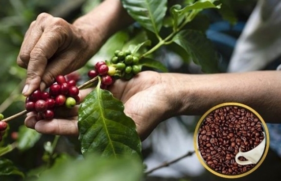 Giá cà phê mới nhất ngày 6/10/2023: Thị trường trong nước giảm sâu về mốc 64.400 đồng/kg