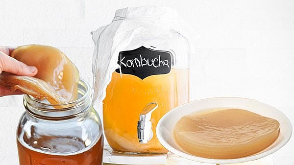 Thành phần chính để chế biến trà Kombucha đó là trà, đường và con giống Scoby