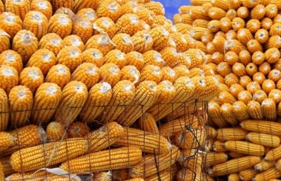 Hạn hán nghiêm trọng đe dọa xuất khẩu ngô tại phía bắc Brazil