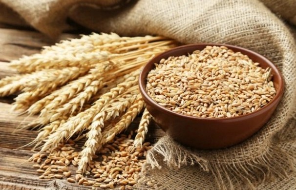 Giá lúa mì nối tiếp đà tăng trước lo ngại về nguồn cung tại Argentina