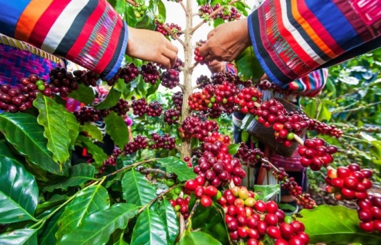 Giá cà phê mới nhất ngày 13/10/2023: Thị trường trong nước giảm 400-500 đồng/kg
