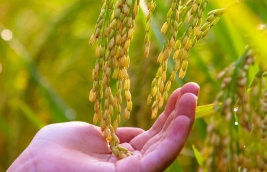 Giá gạo xuất khẩu của Việt Nam tăng, dự báo không dưới 650 USD/tấn