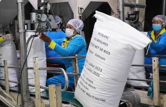 Giá gạo xuất khẩu tăng sau thông tin Indonesia mua thêm dự trữ