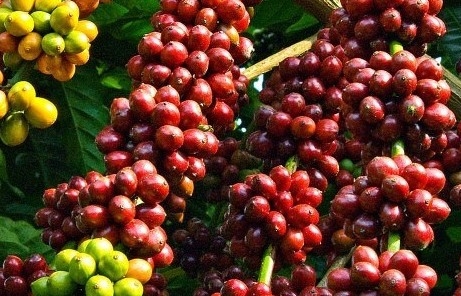 Giá cà phê mới nhất ngày 16/10/2023: Thị trường trong nước ổn định, giá cao nhất 63.700 đồng/kg