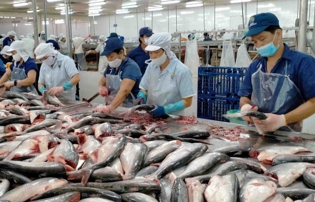 Tận dụng tốt CPTPP, xuất khẩu cá tra lần đầu tăng trưởng dương