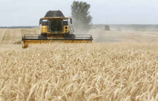 Lúa mì sụt giảm khi lo ngại về nguồn cung tiếp tục được xoa dịu