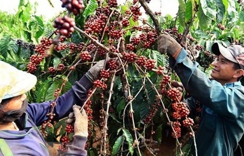 Tăng hiện diện, tạo uy tín để cà phê Việt Nam "tăng trưởng kép" trong chuỗi cung ứng