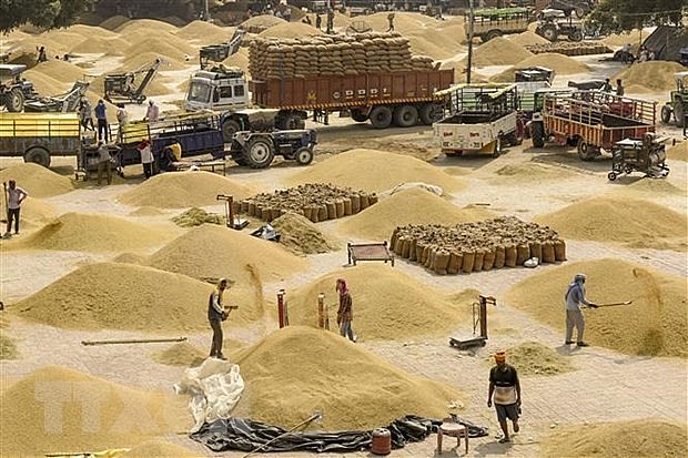 Công nhân vận chuyển gạo tại một chợ bán buôn ngũ cốc ở Amritsar, Ấn Độ. (Ảnh: AFP/TTXVN)