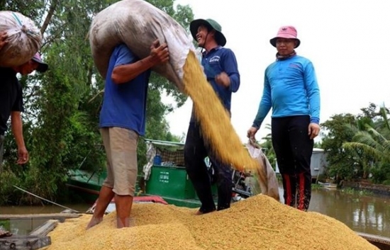 Giá gạo Việt Nam đi lên, đậu tương hướng tới tuần tăng thứ hai