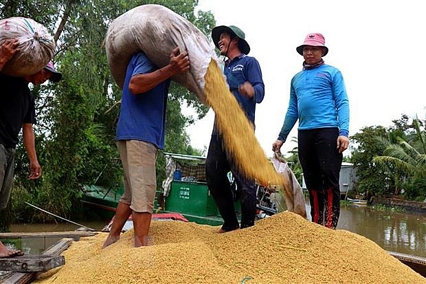 Giá lúa tươi được thương lái thu mua tại ruộng. (Ảnh: Thu Hiền/TTXVN)