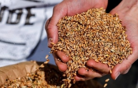 Ukraine xuất khẩu 700.000 tấn ngũ cốc qua hành lang nhân đạo mới