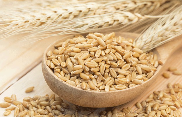 Xuất khẩu lúa mì mềm và nhập khẩu ngô của EU đồng loạt giảm trong tuần