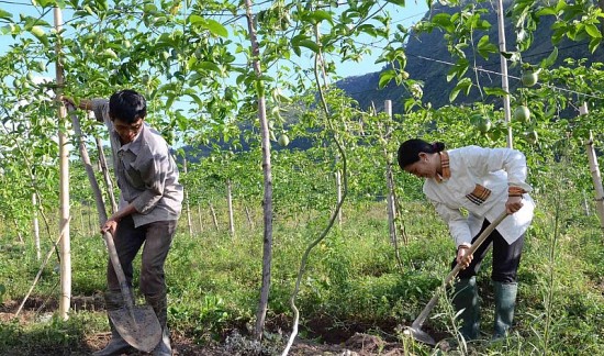 Lai Châu: Mở rộng diện tích trồng chanh leo tại các huyện vùng cao