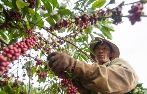Giá cà phê mới nhất ngày 4/11/2023: Thị trường trong nước ổn định và tăng nhẹ