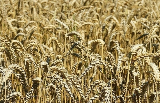Lúa mì ghi nhận mức giảm mạnh nhất trong hơn 3 tuần qua