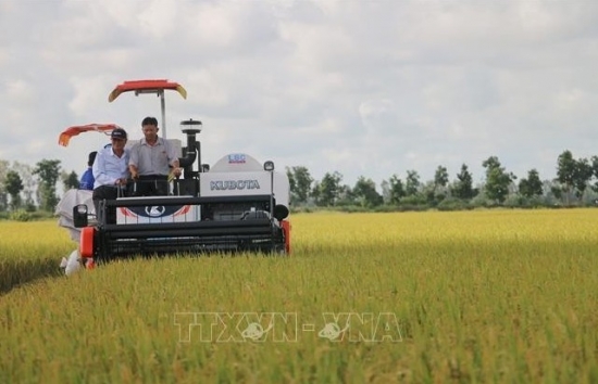 Giá lúa Thu Đông cao kỷ lục