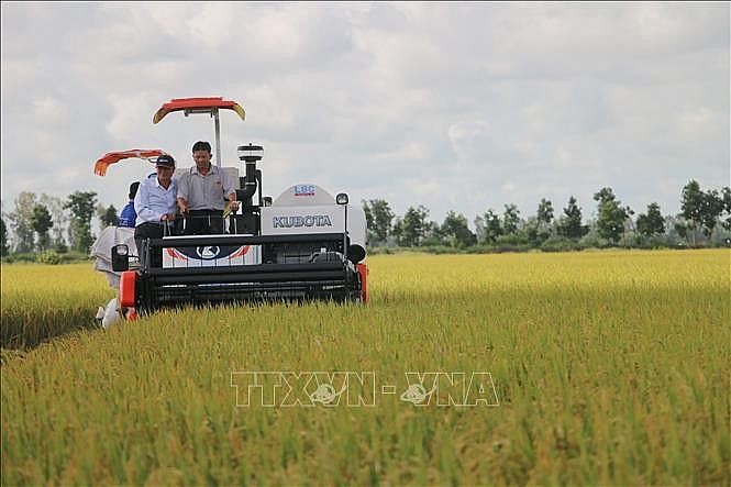 Công ty Cổ phần Tập đoàn Lộc Trời thu hoạch lúa trong vùng nguyên liệu tại xã Định Thành, Thoại Sơn, An Giang (ảnh tư liệu).