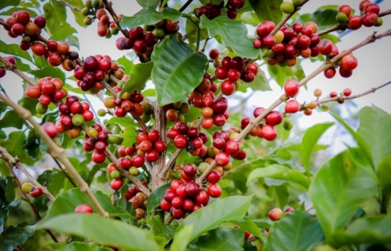USDA thay đổi ước tính nguồn cung cà phê niên vụ 2023/24 tại Brazil