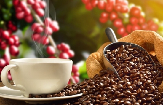 Giá cà phê mới nhất ngày 22/11/2023: Thị trường cà phê trong nước giảm 500 đồng/kg