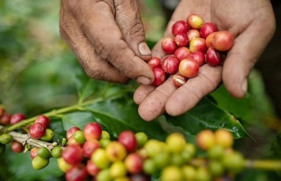 Giá cà phê mới nhất ngày 23/11/2023: Thị trường trong nước tiếp tục giảm 500 đồng/kg
