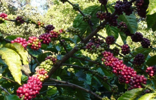 Giá cà phê mới nhất ngày 24/11/2023: Thị trường cà phê trong nước tăng nhẹ 100 - 200 đồng/kg