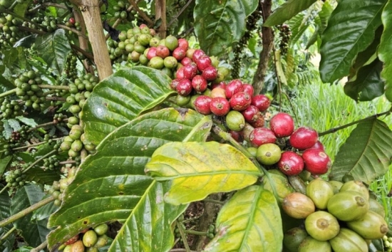 Giá cà phê có thể biến động mạnh khi thông tin còn trái chiều