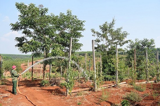 Gia Lai: Triển khai 10 dự án phát triển kinh tế - xã hội vùng đồng bào dân tộc