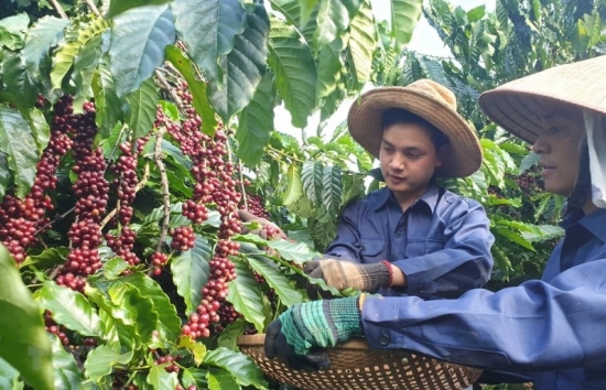 Giá cà phê Arabica giảm khi nguồn cung vẫn có tín hiệu tích cực
