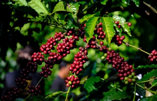 Giá cà phê mới nhất ngày 26/11/2023: Thị trường cà phê trong nước tăng 600-700 đồng/kg