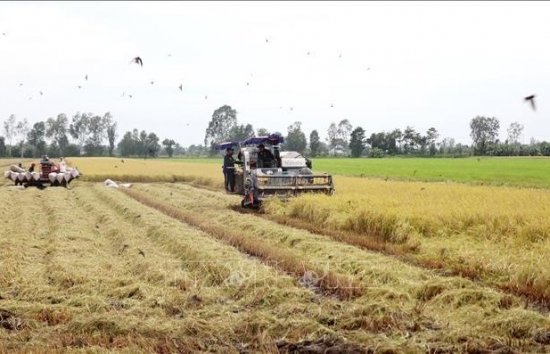 Thị trường nông sản: Giá gạo thế giới liên tục tăng