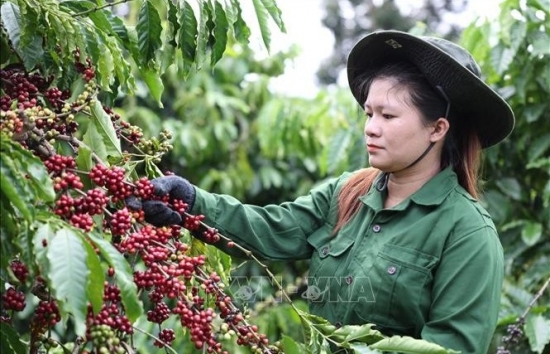 Algeria - thị trường tiềm năng cho cà phê Việt Nam