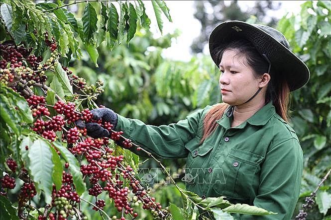 Công nhân Công ty TNHH sản xuất và thương mại Vương Thành Công (Đắk Lắk) thu hoạch cà phê. Ảnh tư liệu: Tuấn Anh/TTXVN