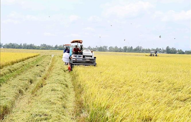 Đến 2030, hình thành một triệu héc-ta vùng chuyên canh lúa chất lượng cao