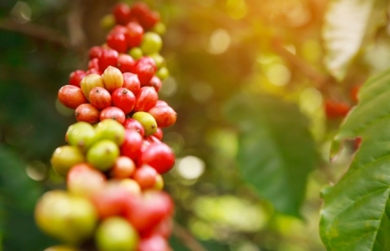 Giá cà phê mới nhất ngày 28/11/2023: Thị trường trong nước giữ mức tăng từ 600 - 700 đồng/kg