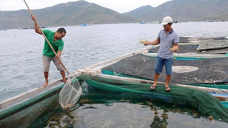 Hướng tới xuất khẩu chính ngạch tôm hùm