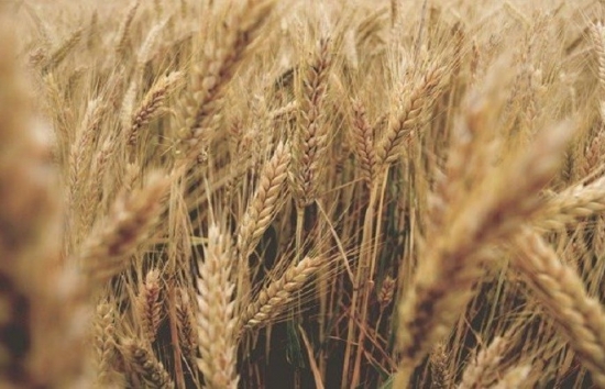 Bão đổ bộ vào Australia gây thiệt hại cho vụ thu hoạch lúa mì