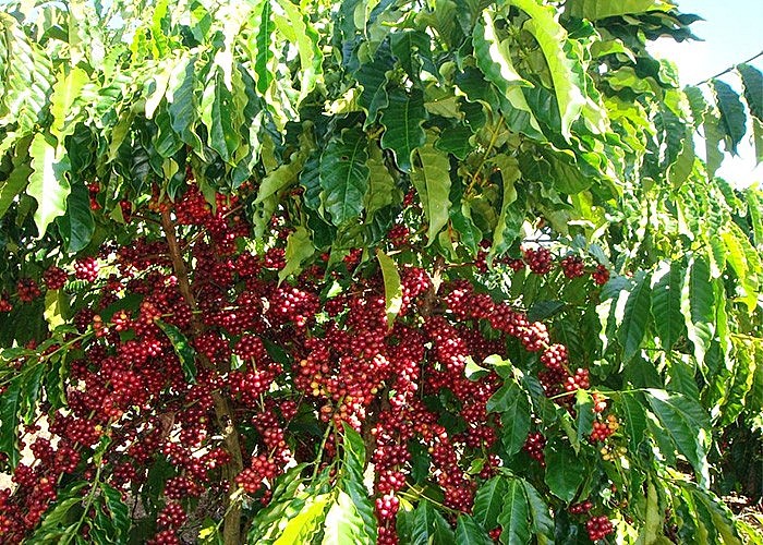 Giá Arabia và Robusta mới nhất ngày 30/11/2023