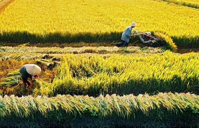 Xuất khẩu lập kỷ lục 4,4 tỷ USD, gạo Việt Nam trước ngưỡng cửa mới