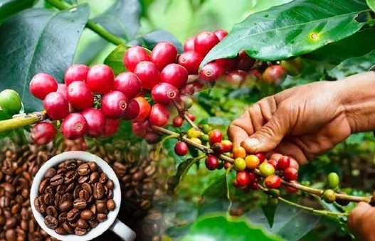 Giá cà phê mới nhất ngày 2/12/2023: Thị trường cà phê trong nước tăng mạnh 1.100 – 1.200 đồng/kg