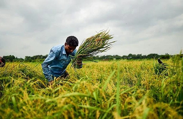 Nông dân thu hoạch lúa trên cánh đồng ở ngoại ô Dhaka, Bangladesh. (Ảnh: AFP/TTXVN)