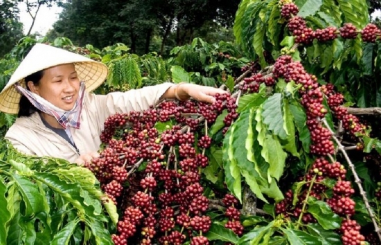 Giá cà phê mới nhất ngày 3/12/2023: Thị trường cà phê trong nước giảm 200 đồng/kg