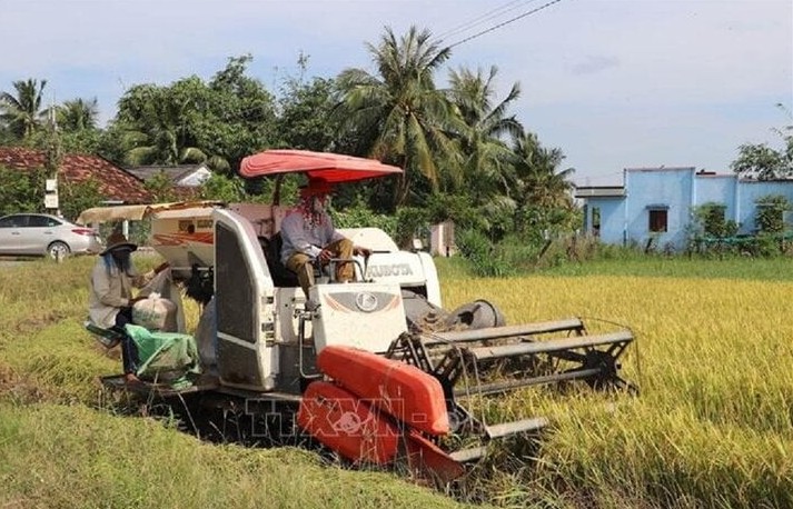 Giá gạo Việt Nam xuất khẩu tăng mức cao nhất trong 3 tháng