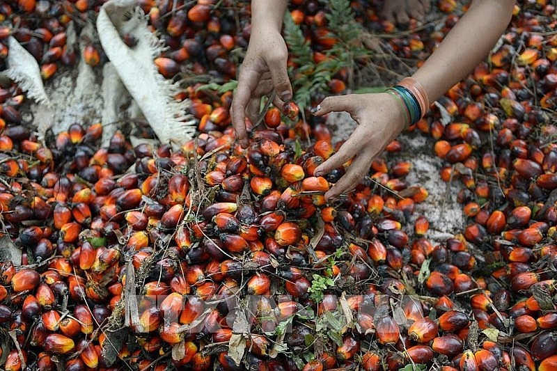 Công nhân thu hoạch hạt cọ tại Indonesia. Ảnh: AFP/TTXVN