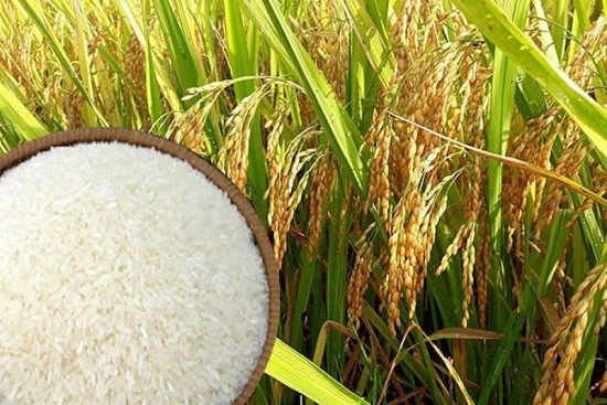 Gạo Việt Nam ngon nhất, đắt nhất thế giới: Nghĩ gần, nghĩ xa