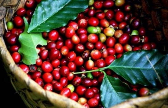 Giá cà phê mới nhất ngày 6/12/2023: Thị trường cà phê trong nước giảm nhẹ 200 đồng/kg