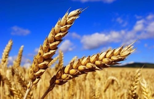 Giá ngô và lúa mì tiếp tục tăng mạnh trong phiên hôm qua