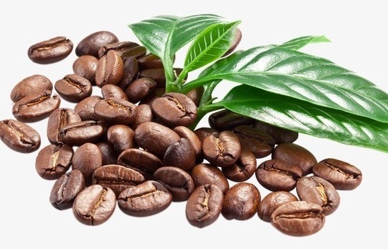 Giá cà phê mới nhất ngày 8/12/2023: Thị trường cà phê trong nước giảm nhẹ 200 - 300 đồng/kg