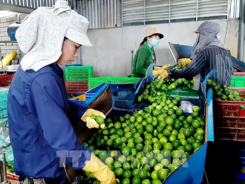 Việt Nam và EU có cam kết gì về thuế quan đối với rau quả trong Hiệp định EVFTA?