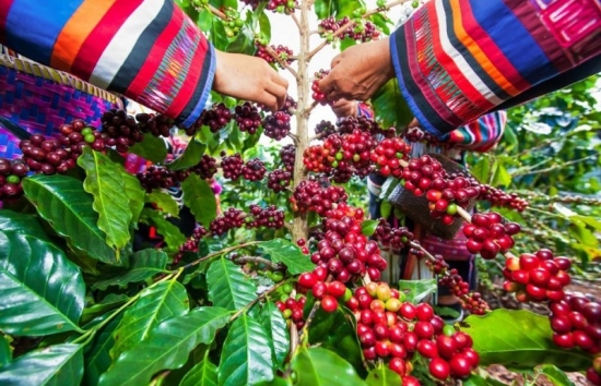 Giá cà phê mới nhất ngày 10/12/2023: Thị trường cà phê trong nước giảm nhẹ 200 đồng/kg
